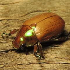 Anoplognathus brunnipennis (Green-tailed Christmas beetle) at Tuggeranong, ACT - 2 Jan 2017 by michaelb