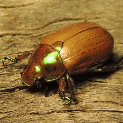 Anoplognathus brunnipennis (Green-tailed Christmas beetle) at Pine Island to Point Hut - 2 Jan 2017 by michaelb