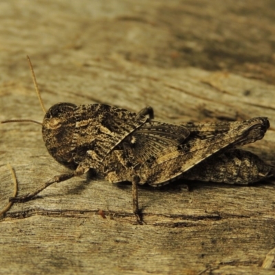 Gastrimargus musicus (Yellow-winged Locust or Grasshopper) at Pine Island to Point Hut - 18 Jan 2017 by michaelb