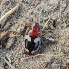 Sphallomorpha sp. (genus) (Unidentified Sphallomorpha ground beetle) at Pine Island to Point Hut - 21 Jan 2017 by michaelb
