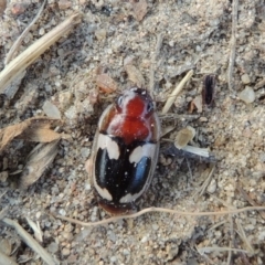 Sphallomorpha sp. (genus) (Unidentified Sphallomorpha ground beetle) at Paddys River, ACT - 21 Jan 2017 by MichaelBedingfield