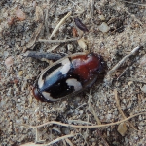 Sphallomorpha sp. (genus) at Paddys River, ACT - 21 Jan 2017