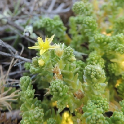 Sedum acre (Goldmoss Stonecrop) at Paddys River, ACT - 21 Jan 2017 by MichaelBedingfield