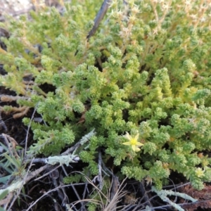 Sedum acre at Paddys River, ACT - 21 Jan 2017 08:00 PM