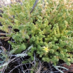 Sedum acre at Paddys River, ACT - 21 Jan 2017