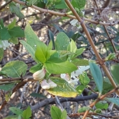 Lonicera fragrantissima (Winter Honeysuckle) at Jerrabomberra, ACT - 6 Jul 2017 by Mike