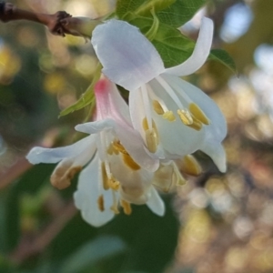 Lonicera fragrantissima at Isaacs Ridge - 6 Jul 2017