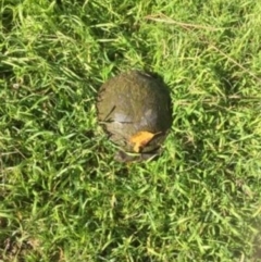 Chelodina longicollis (Eastern Long-necked Turtle) at Gigerline Nature Reserve - 17 Jun 2017 by ChrisHolder