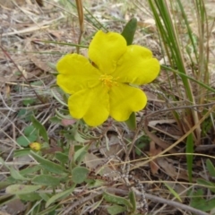 Hibbertia obtusifolia (Grey Guinea-flower) at Hall, ACT - 26 Jun 2017 by AndyRussell