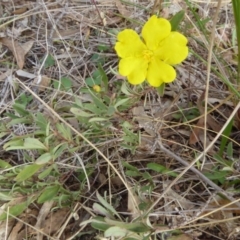 Hibbertia obtusifolia at Hall, ACT - 26 Jun 2017