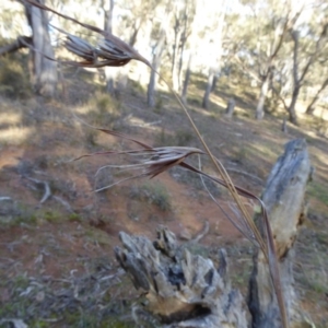 Themeda triandra at Hall, ACT - 26 Jun 2017