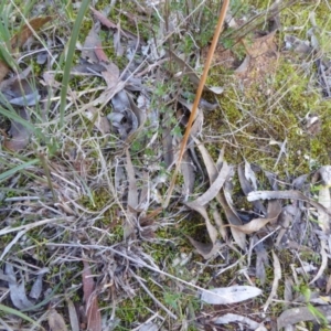 Themeda triandra at Hall, ACT - 26 Jun 2017 03:20 PM