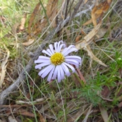 Brachyscome rigidula (Hairy Cut-leaf Daisy) at Hall, ACT - 26 Jun 2017 by AndyRussell