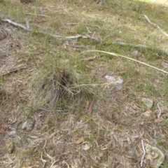 Rytidosperma pallidum (Red-anther Wallaby Grass) at Hall, ACT - 26 Jun 2017 by AndyRussell