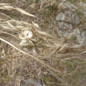 Rytidosperma pallidum at Hall, ACT - 26 Jun 2017