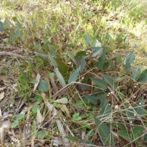 Hardenbergia violacea at Hall, ACT - 26 Jun 2017