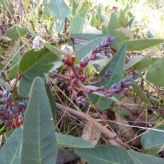 Hardenbergia violacea at Hall, ACT - 26 Jun 2017