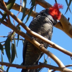 Callocephalon fimbriatum at Greenway, ACT - suppressed