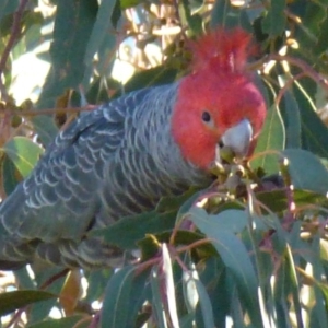 Callocephalon fimbriatum at Greenway, ACT - suppressed