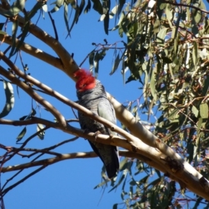 Callocephalon fimbriatum at Greenway, ACT - suppressed