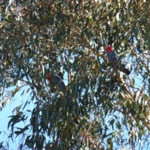 Callocephalon fimbriatum at Greenway, ACT - suppressed