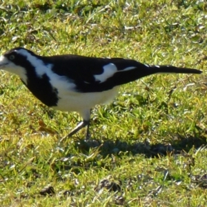 Grallina cyanoleuca at Greenway, ACT - 6 Jul 2017