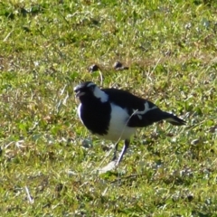 Grallina cyanoleuca at Greenway, ACT - 6 Jul 2017