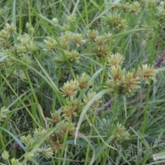 Cyperus eragrostis (Umbrella Sedge) at Paddys River, ACT - 21 Jan 2017 by michaelb