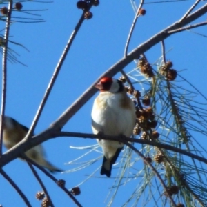 Carduelis carduelis at Greenway, ACT - 6 Jul 2017