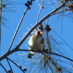 Carduelis carduelis at Greenway, ACT - 6 Jul 2017