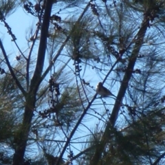 Carduelis carduelis at Greenway, ACT - 6 Jul 2017