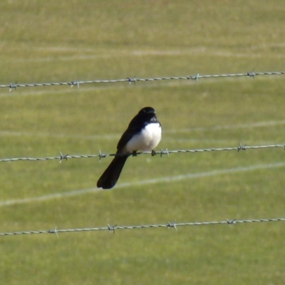 Rhipidura leucophrys (Willie Wagtail) at Greenway, ACT - 6 Jul 2017 by ozza