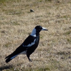 Gymnorhina tibicen (Australian Magpie) at Greenway, ACT - 6 Jul 2017 by ozza