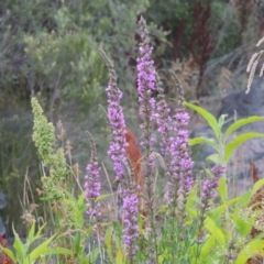 Lythrum salicaria (Purple Loosestrife) at Pine Island to Point Hut - 21 Jan 2017 by michaelb