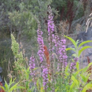 Lythrum salicaria at Paddys River, ACT - 21 Jan 2017 08:35 PM