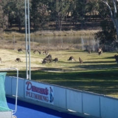 Macropus giganteus at Greenway, ACT - 6 Jul 2017