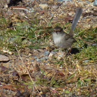 Malurus cyaneus (Superb Fairywren) at Greenway, ACT - 6 Jul 2017 by ozza