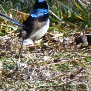 Malurus cyaneus at Greenway, ACT - 6 Jul 2017