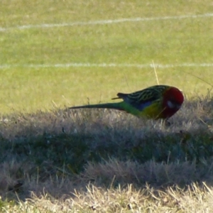 Platycercus eximius at Greenway, ACT - 6 Jul 2017 01:37 PM