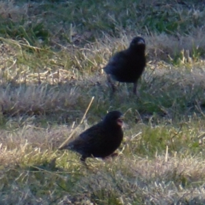 Sturnus vulgaris at Greenway, ACT - 6 Jul 2017 01:37 PM