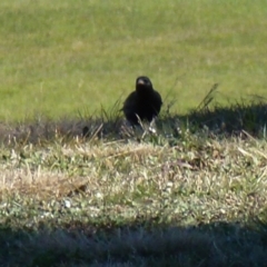 Sturnus vulgaris at Greenway, ACT - 6 Jul 2017 01:37 PM