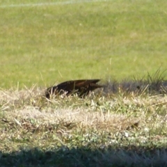 Sturnus vulgaris at Greenway, ACT - 6 Jul 2017 01:37 PM