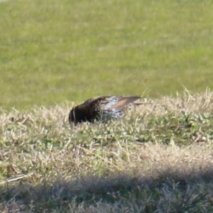 Sturnus vulgaris at Greenway, ACT - 6 Jul 2017 01:37 PM