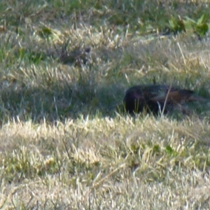 Sturnus vulgaris at Greenway, ACT - 6 Jul 2017 01:37 PM