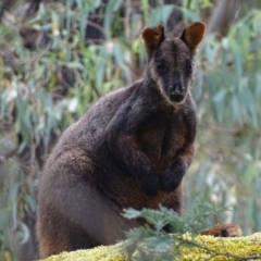 Petrogale penicillata (Brush-tailed Rock Wallaby) at Tidbinbilla Nature Reserve - 2 Mar 2017 by roymcd