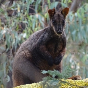 Petrogale penicillata at Paddys River, ACT - 3 Mar 2017