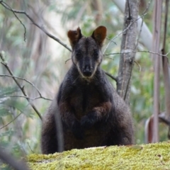 Petrogale penicillata at Paddys River, ACT - 3 Mar 2017