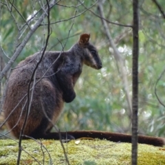 Petrogale penicillata at Paddys River, ACT - 3 Mar 2017