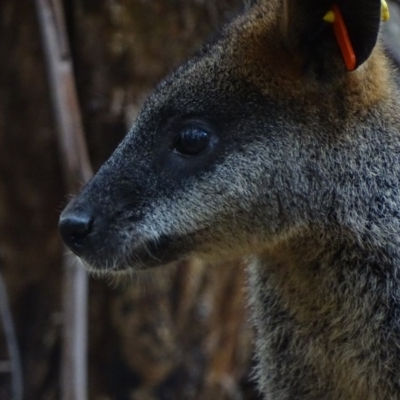 Wallabia bicolor (Swamp Wallaby) at Tidbinbilla Nature Reserve - 2 Mar 2017 by roymcd