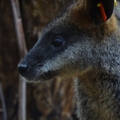 Wallabia bicolor (Swamp Wallaby) at Paddys River, ACT - 2 Mar 2017 by roymcd